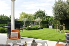 Buxus olive 2